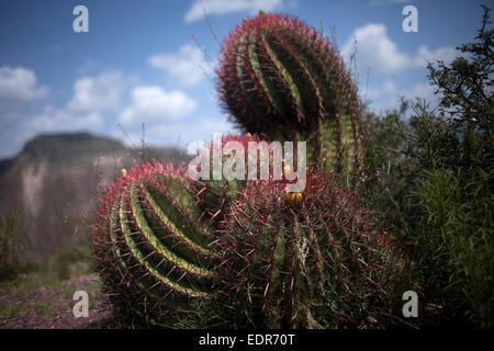 Ferocactus Wislizenii Kaktus in Wirikuta, Real de Catorce, San Luis Potosi, Mexiko Stockfoto