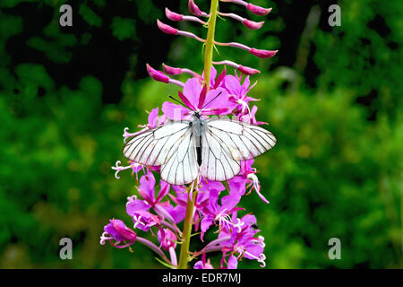 Schmetterling auf Weidenröschen weiß Stockfoto