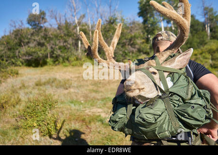 Bogenjagd für Rehe in Pagosa Springs Colorado. Stockfoto