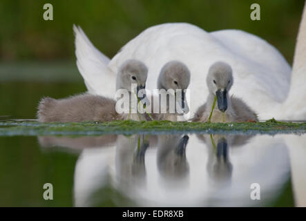 Stumm Swan.Cygnus Olor. Paar Cygnets mit alleinstehenden. Bristol, UK. Stockfoto