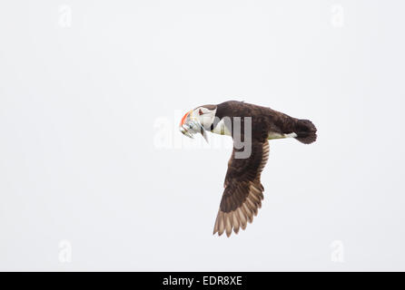 Papageientaucher, Arctica, Arcticasea, einzigen Puffin mit Sandaale im Schnabel im Flug hoch wichtigen weißen Hintergrund, Skokholm, UK Stockfoto