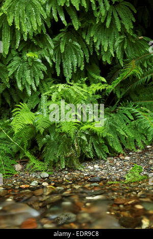 Home-Bach fließt durch Fern Canyon, Prairie Creek Redwoods State Park, Humboldt County, Kalifornien, USA Stockfoto