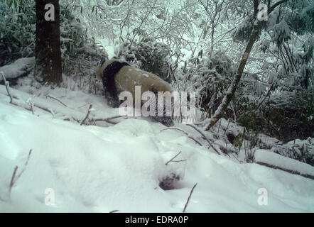 XI. 9. Januar 2015. Foto aufgenommen am 24. November 2014 zeigt einen wilden Riesen-Panda im Pingheliang Nature Reserve befindet sich im Nordwesten der chinesischen Provinz Shaanxi Ningshan County. Insgesamt 86 Fotos und 24 Videos der wilde Pandas in Tag und Nacht wandern waren gefangen in der Reserve am 8. Januar 2015, nach dem Verwaltungsbüro des Naturschutzgebietes ausgestellt. © Xinhua/Alamy Live-Nachrichten Stockfoto