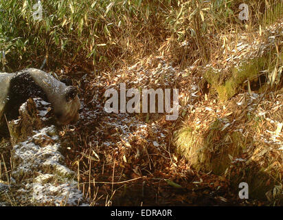 XI. 9. Januar 2015. Foto aufgenommen am 19. November 2014 zeigt einen wilden Riesen-Panda im Pingheliang Nature Reserve befindet sich im Nordwesten der chinesischen Provinz Shaanxi Ningshan County. Insgesamt 86 Fotos und 24 Videos der wilde Pandas in Tag und Nacht wandern waren gefangen in der Reserve am 8. Januar 2015, nach dem Verwaltungsbüro des Naturschutzgebietes ausgestellt. © Xinhua/Alamy Live-Nachrichten Stockfoto