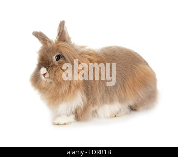 Löwenkopf Kaninchen. Stockfoto
