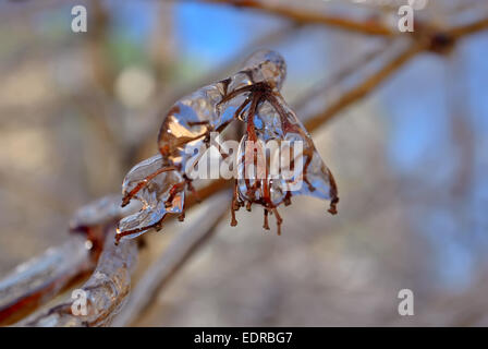 Eiszapfen am Zweig nach einem Winter Gefrierender Regen Stockfoto