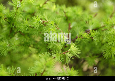 kleinen Larix Baum Blätter Nahaufnahme, Frühling Foto Stockfoto