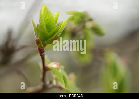 erste Blätter und Knospen auf Linde, Frühling Foto Stockfoto