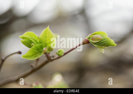 erste Blätter und Knospen auf Linde, Frühling Foto Stockfoto