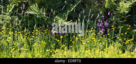 Traditionelle blühende Hecke Lebensraum für Wildtiere im Sommer in Cornwall, Südengland, Großbritannien Stockfoto