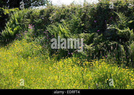 Traditionelle blühende Hecke Lebensraum für Wildtiere im Sommer in Cornwall, Südengland, Großbritannien Stockfoto