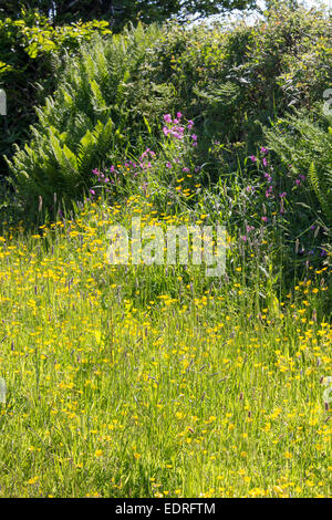 Traditionelle blühende Hecke Lebensraum für Wildtiere im Sommer in Cornwall, Südengland, Großbritannien Stockfoto