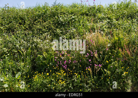 Traditionelle blühende Hecke Lebensraum für Wildtiere im Sommer in Cornwall, Südengland, Großbritannien Stockfoto