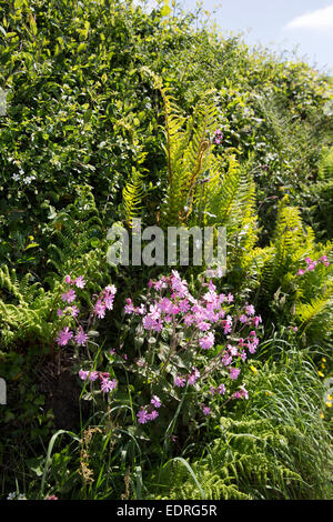 Traditionelle blühende Hecke Lebensraum für Wildtiere im Sommer in Cornwall, Südengland, Großbritannien Stockfoto