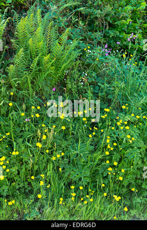 Traditionelle blühende Hecke Lebensraum für Wildtiere im Sommer in Cornwall, Südengland, Großbritannien Stockfoto