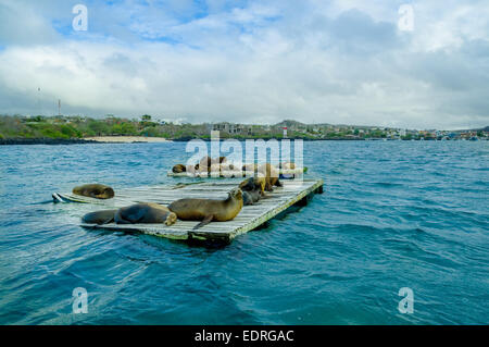 Seelöwen auf den Dock-Galapagos-Inseln Stockfoto