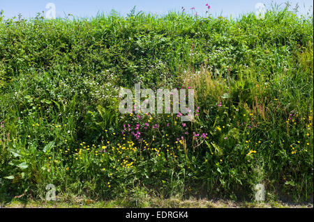 Traditionelle blühende Hecke Lebensraum für Wildtiere im Sommer in Cornwall, Südengland, Großbritannien Stockfoto