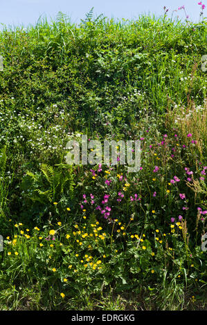 Traditionelle blühende Hecke Lebensraum für Wildtiere im Sommer in Cornwall, Südengland, Großbritannien Stockfoto