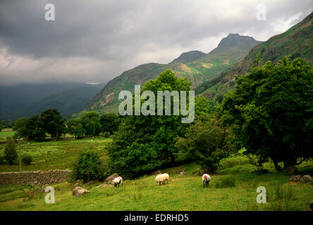 Großes Langdale Tal Cumbria Stockfoto