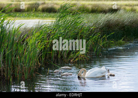 Weiblich (Stift) Erwachsenen Höckerschwan, Cygnus Olor, Anatidae, mit Cygnets im Sommer auf Feuchtgebiet in Otmoor Nature Reserve, Oxfordshire Stockfoto