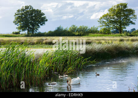 Weiblich (Stift) Erwachsenen Höckerschwan, Cygnus Olor, Anatidae, mit Cygnets im Sommer auf Feuchtgebiet in Otmoor Nature Reserve, Oxfordshire Stockfoto