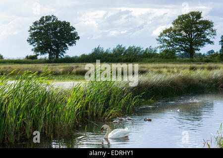 Männlich (Cob) und weiblich (Stift) Erwachsenen Höckerschwäne, Cygnus Olor und Cygnets im Sommer Otmoor Nature Reserve Feuchtgebiet, UK Stockfoto