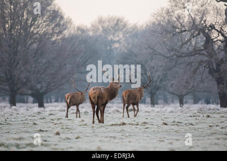 Trio von frostigen Hirschen bei Sonnenaufgang im Richmond Park, Surrey. Stockfoto
