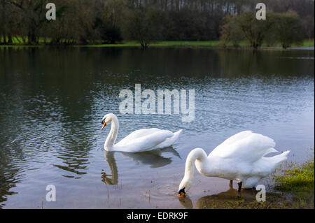 Paar Höckerschwäne - männliche Schwan Maiskolben und weibliche Schwan Stift - Cygnus Olor, am River Windrush, Burford in den Cotswolds, England, UK Stockfoto