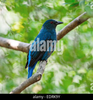 Blauer Vogel, eine weibliche asiatische Märchen Bluebird (Irena Puella), stehend auf Abranch, Seitenprofil Stockfoto