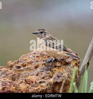 Schöner grauer Vogel, weibliche östliche Schwarzkehlchen (Saxicola Stejnegeri), stehend auf dem Rock, seitliche Profil Stockfoto