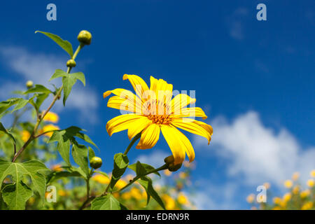 Mexikanische Sonnenblume Weed (Bau Tong Blume) und blauen Himmel bei Mae Hong Son, Thailand Stockfoto