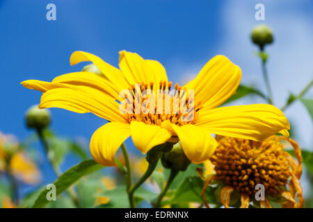 Nahaufnahme der mexikanischen Sonnenblume Weed (Bau Tong Blume) und blauen Himmel bei Mae Hong Son, Thailand Stockfoto