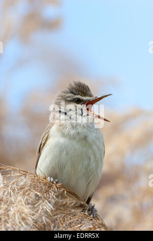 Drosselrohrsänger (Acrocephalus Arundinaceus). Wildvögel in einen natürlichen Lebensraum. Stockfoto