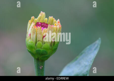 Knospe der Zinnia Elegans im Feld Stockfoto