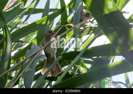 Drosselrohrsänger (Acrocephalus Arundinaceus). Wildvögel in einen natürlichen Lebensraum. Stockfoto