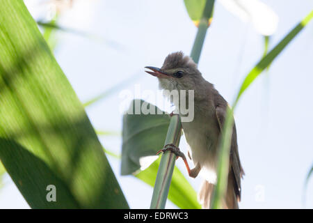 Drosselrohrsänger (Acrocephalus Arundinaceus). Wildvögel in einen natürlichen Lebensraum. Stockfoto