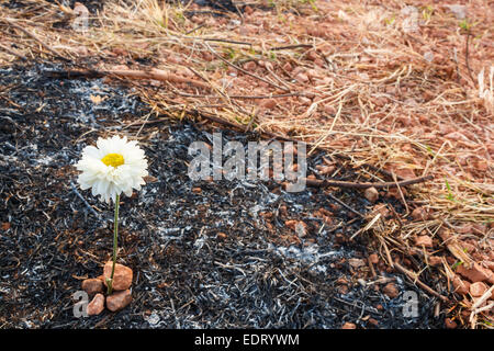 weiße Blume kann auf Asche von verbranntem Rasen durch ein Lauffeuer überleben. Stockfoto