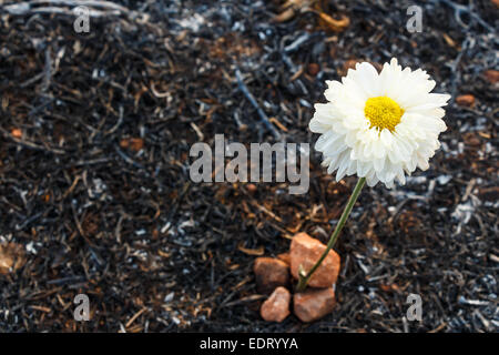 weiße Blume kann auf Asche von verbranntem Rasen durch ein Lauffeuer überleben. Stockfoto