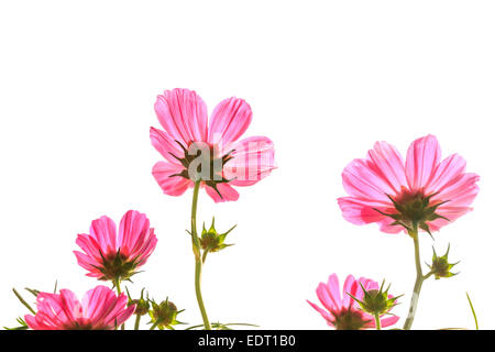 Kosmos (Cosmos Sulphureus) mit rosa durchscheinend am Blütenblatt auf weißem Hintergrund (isoliert) Stockfoto