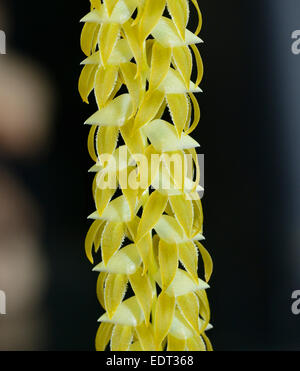 Großen Dendrochilum Orchidee - Dendrochilum Magnum Epiphyten Orchidee aus den Philippinen Stockfoto