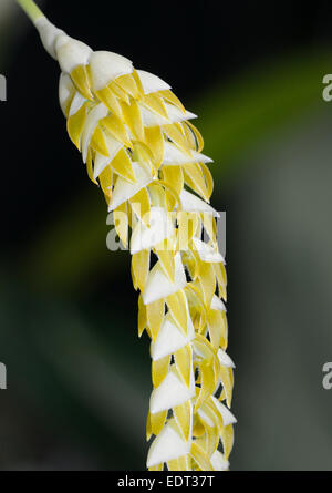 Großen Dendrochilum Orchidee - Dendrochilum Magnum Epiphyten Orchidee aus den Philippinen Stockfoto