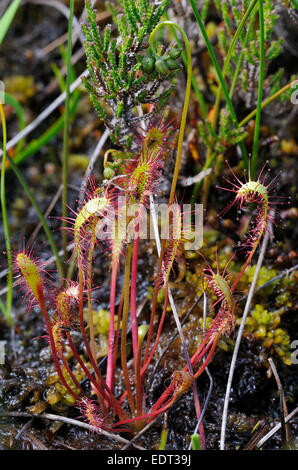 Großen Sonnentau - Drosera Anglica wächst im Torfmoor in Schottisches Hochland Stockfoto