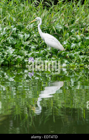 Ein Silberreiher (Ardea Alba) Jagd auf den "Backwaters" in der Nähe von Alleppey in Kerala, Indien. Stockfoto