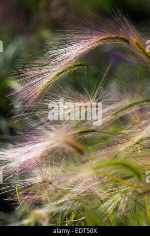 Hordeum Jubatum Ziergras Sommer 2014 Stockfoto