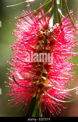 Zylinderputzer Subulatus, Bottlebrush Pflanze Sommer 2014 Stockfoto