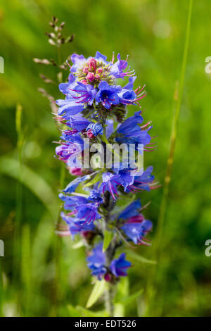 Nahaufnahme der Viper's Bugloss Juni 2014 Dorset Stockfoto