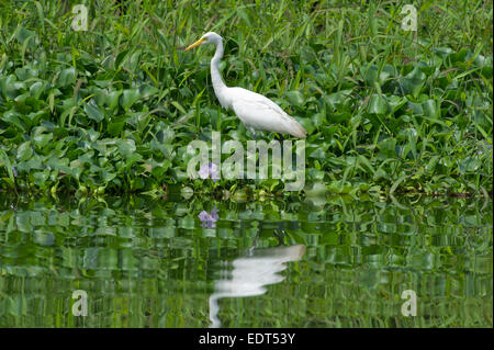 Ein Silberreiher (Ardea Alba) Jagd auf den "Backwaters" in der Nähe von Alleppey in Kerala, Indien. Stockfoto