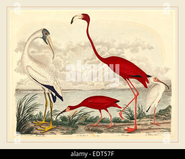 John G. Warnicke nach Alexander Wilson, Holz Ibis, Scarlet Ibis, Flamingo, und weißes Ibis, amerikanisch, starb 1818 Stockfoto