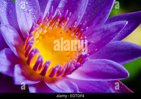 Nahaufnahme, gelbe Fruchtblatt und Wassertropfen auf lila Lotus oder Seerose Blume Stockfoto