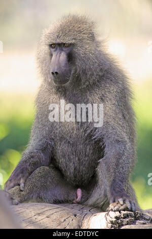 Olive Paviane, Papio Anubis, sitzt auf einem toten Baum in einem tansanischen Park Stockfoto